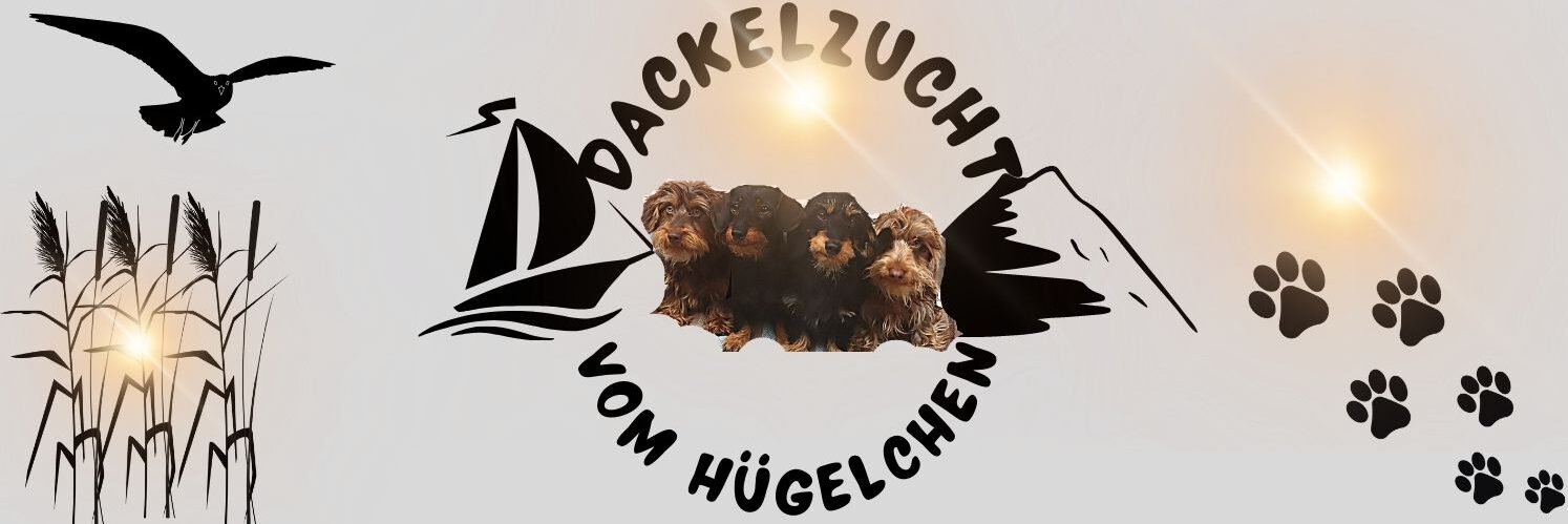 Dackelzucht vom Hügelchen